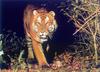 Bengal Tiger (Panthera tigris tigris) pacing in bush