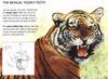 Bengal Tiger (Panthera tigris tigris) fact sheet