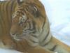 Siberian Tiger (Panthera tigris altaica) resting on snow