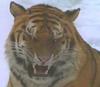 Siberian Tiger (Panthera tigris altaica) face