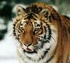 Siberian Tiger (Panthera tigris altaica) face