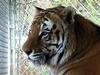 Siberian Tiger (Panthera tigris altaica) head