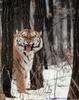 Siberian Tiger (Panthera tigris altaica) in forest
