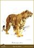 [Animal Art] Siberian Tiger (Panthera tigris altaica) by Carl Brenders