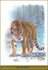 [Animal Art] Siberian Tiger (Panthera tigris altaica)