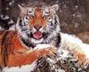 Siberian Tiger (Panthera tigris altaica) in snow