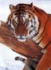 Siberian Tiger (Panthera tigris altaica) relaxing face