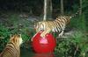 Siberian Tiger (Panthera tigris altaica) ball-playing tigers
