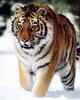 Siberian Tiger (Panthera tigris altaica) pacing on snow