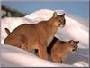 Cougar (Puma concolor) pair on snow