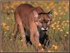 Cougar (Puma concolor) pacing on wild flower field
