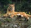 Cougar (Puma concolor) resting on rock