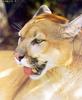 Cougar (Puma concolor) face and tongue