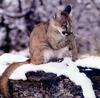 Cougar (Puma concolor) juvenile on snow