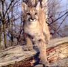 Cougar (Puma concolor) juvenile on log