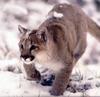 Cougar (Puma concolor) stalking in snow