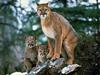 Cougar (Puma concolor) mother and two kits