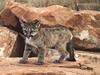 Cougar (Puma concolor) kit on rock