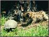 Cougar (Puma concolor) kit and wood turtle
