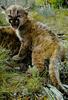 Cougar (Puma concolor) kit