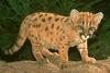 Cougar (Puma concolor) kit - San Diego Zoo
