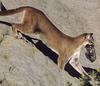 Cougar (Puma concolor) mother carrying kit in mouth