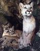Cougars (Puma concolor)