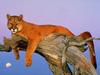 Cougar (Puma concolor) on log