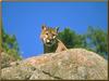 Cougar (Puma concolor) head on rock