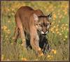 Cougar (Puma concolor) in wild flowers