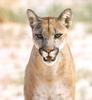 Cougar (Puma concolor) portrait