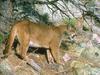 Cougar (Puma concolor) on slope