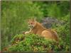 Cougar (Puma concolor)
