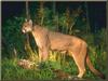 Cougar (Puma concolor) standing in forest