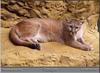 Cougar (Puma concolor) - Birmingham Zoo