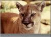 Cougar (Puma concolor) - Montgomery Zoo