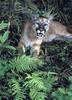 Cougar (Puma concolor) resting