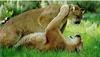 Cougars (Puma concolor) playing