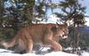 Cougar (Puma concolor) stalking pace on snow
