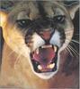 Cougar (Puma concolor) snarling face