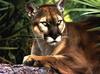 Florida Panther (Puma concolor coryi) sitting in the shade