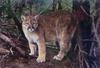 Cougar (Puma concolor) - Idaho
