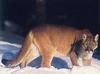 Cougar (Puma concolor) - Ontario