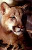 Cougar (Puma concolor) face