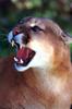 Cougar (Puma concolor) head with mouth open