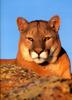 Cougar (Puma concolor) head on rock