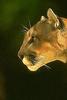 Cougar (Puma concolor) face - San Diego Zoo