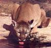 Cougar (Puma concolor) lapping water