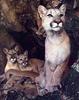 Cougar (Puma concolor) family in cave