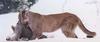 Cougar (Puma concolor) hunted a deer on snow